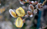 689/1000, Campagna anticolana, 4 marzo 2012.