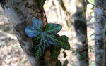 690/1000, Campagna anticolana, 8 marzo 2012.