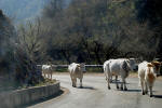 692/1000, Passeggiata a Trevi nel Lazio, 31 marzo 2012.