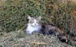 694/1000, Gatto di Anticoli Corrado, 3 giugno 2012.