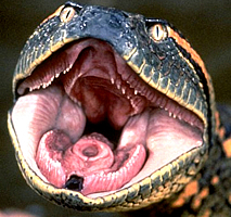 Per la serie "Dopo i Trota, gli Anaconda": un anaconda, un ibrido Veltroni-Fioroni, un altro anaconda.