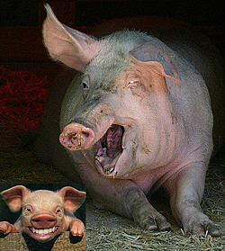 Per la serie "I signori delle mosche": il Porcellum (a sinistra) e il superPorcellum (a destra) che da esso si sta evolvendo per estinguerlo e subentrargli.