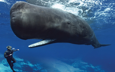 E se balene e delfini fossero umani?