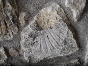 27. Sante Marie, corso Garibaldi. "Conchiglia fossile".