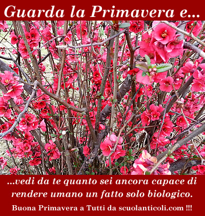 "Guarda la Primavera e... vedi da te quanto sei ancora capace di rendere umano un fatto solo biologico". (Venerd 21 marzo 2014. Luigi Scialanca, scuolanticoli@katamail.com).