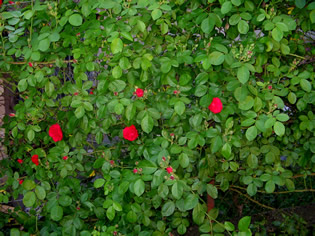 marted 12 maggio 2009: fioritura delle Rose ad Anticoli Corrado