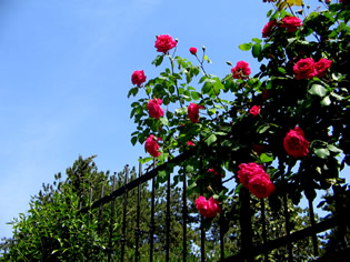 marted 12 maggio 2009: fioritura delle Rose ad Anticoli Corrado