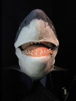 Una nuova specie: lo squalo leghista.