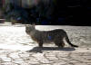 64. Gatto di piazza delle Ville, ad Anticoli, venerd 13 novembre 2009.