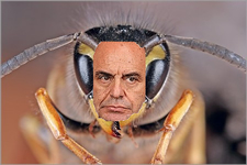 Per la serie "Gli insetti molesti": la vespa alla Vespa.