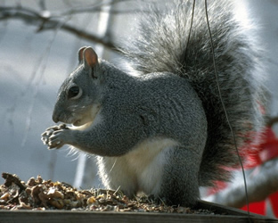 Hai dei dubbi (come noi) sul fatto che in Italia e nella Valle dell'Aniene i diritti degli animali siano rispettati? Leggi la Dichiarazione universale dei diritti degli animali!