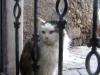113. Briscola alla porta del Dolce Forno di Anticoli sabato 29 gennaio 2011.