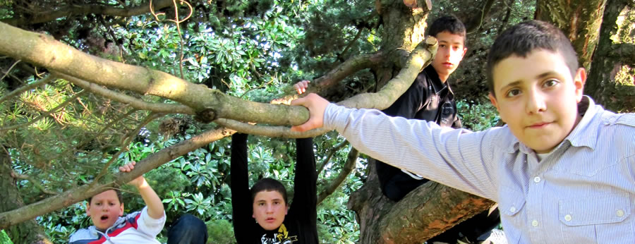 313. Il Richiamo della Foresta (foto di Eclario).