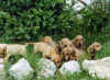 Cani di Giacomo (ex-alunno)