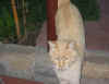 Gatto di Davide (ex-alunno)