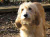 Cane di Camilla (IIIa media)