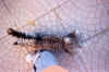 Gattino di Fiorenza (IIIa media)