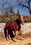 Fulmine di Lorenzo (Ia media)